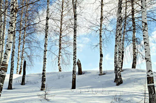 Тропкой февраля