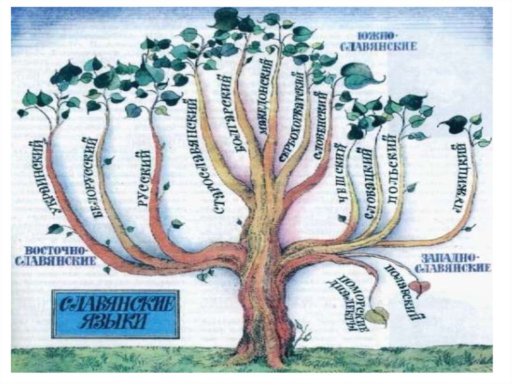 Индоевропейские ветви. Индоевропейская семья дерево. Древо языков. Языковое дерево. Языковое Древо русского языка.