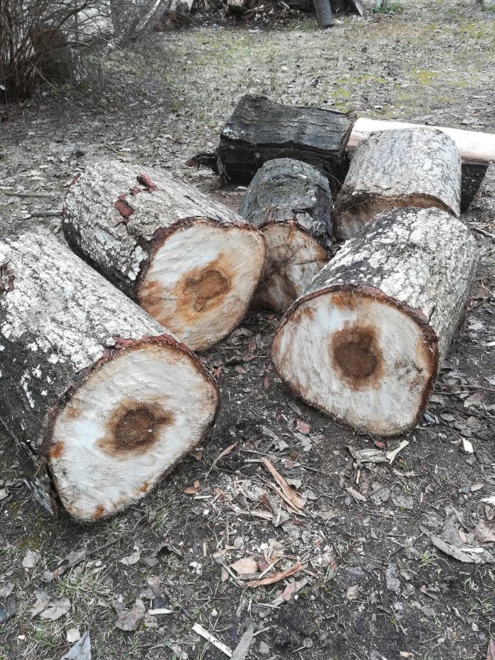 Осиновые дрова (Михаил Щёкотов) / Проза.ру