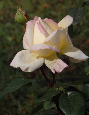 Зачем. Глава13 У Тебя нет Души