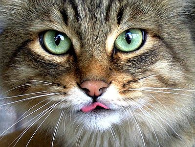 огненный кот