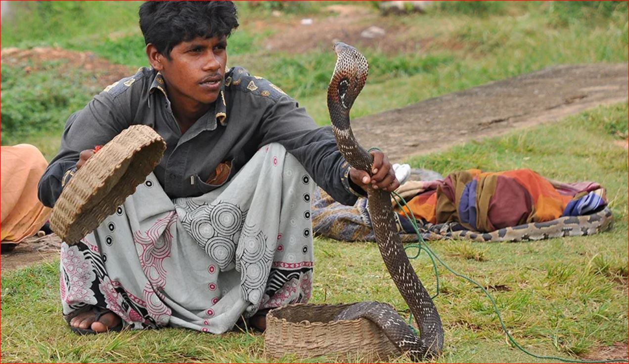 Заклинатель змей рассказ. Факир Заклинатель змей. Заклинатели змей в Индии. Индус Заклинатель змей. Дудка заклинателя змей.