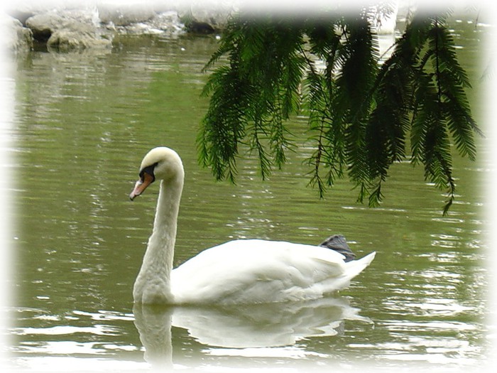Дом белая лебедь. А белый лебедь на пруду Лесоповал а белый лебедь на пруду. Лебеди в пруду. Белый лебедь на пруду. Одинокий лебедь.
