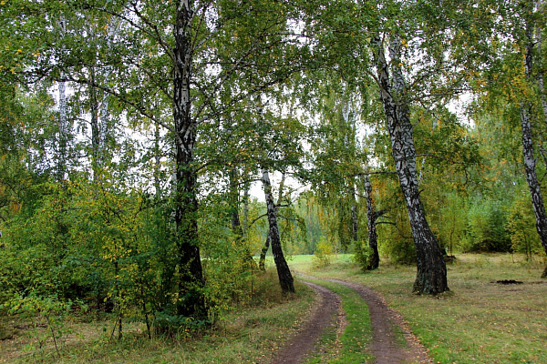 Песня роща круг