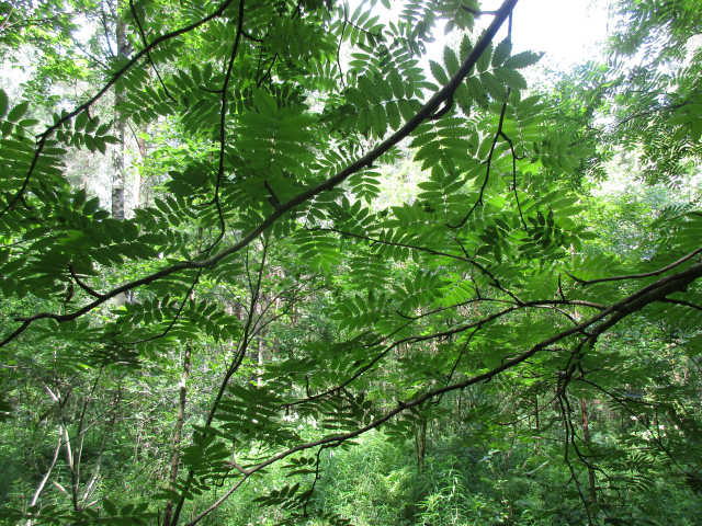 Из лесу, вестимо...