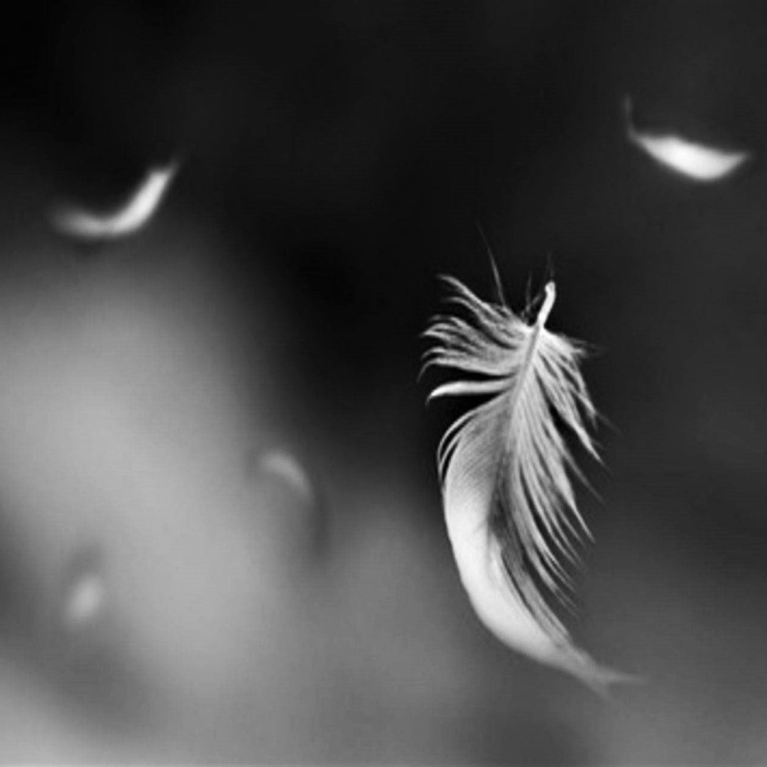 Перышко на поле. Отпустить перышко. Перышко на белом фоне. Фон перья. Перышко слушать.