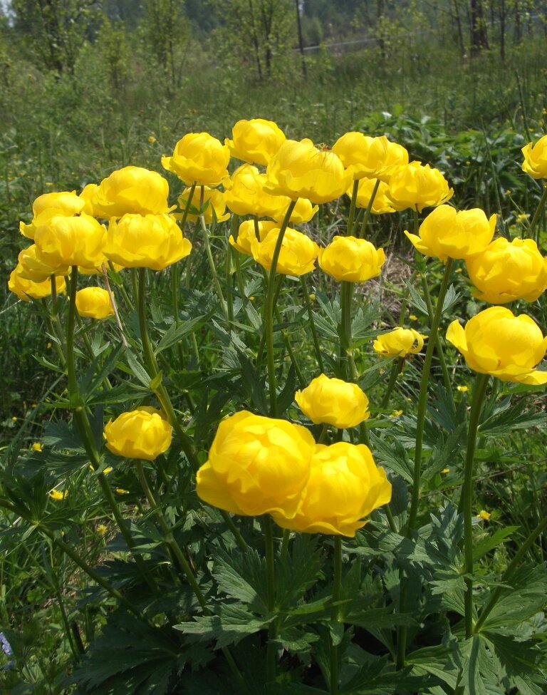 Купавница цветы