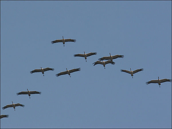 Был он на пасеке сторож...