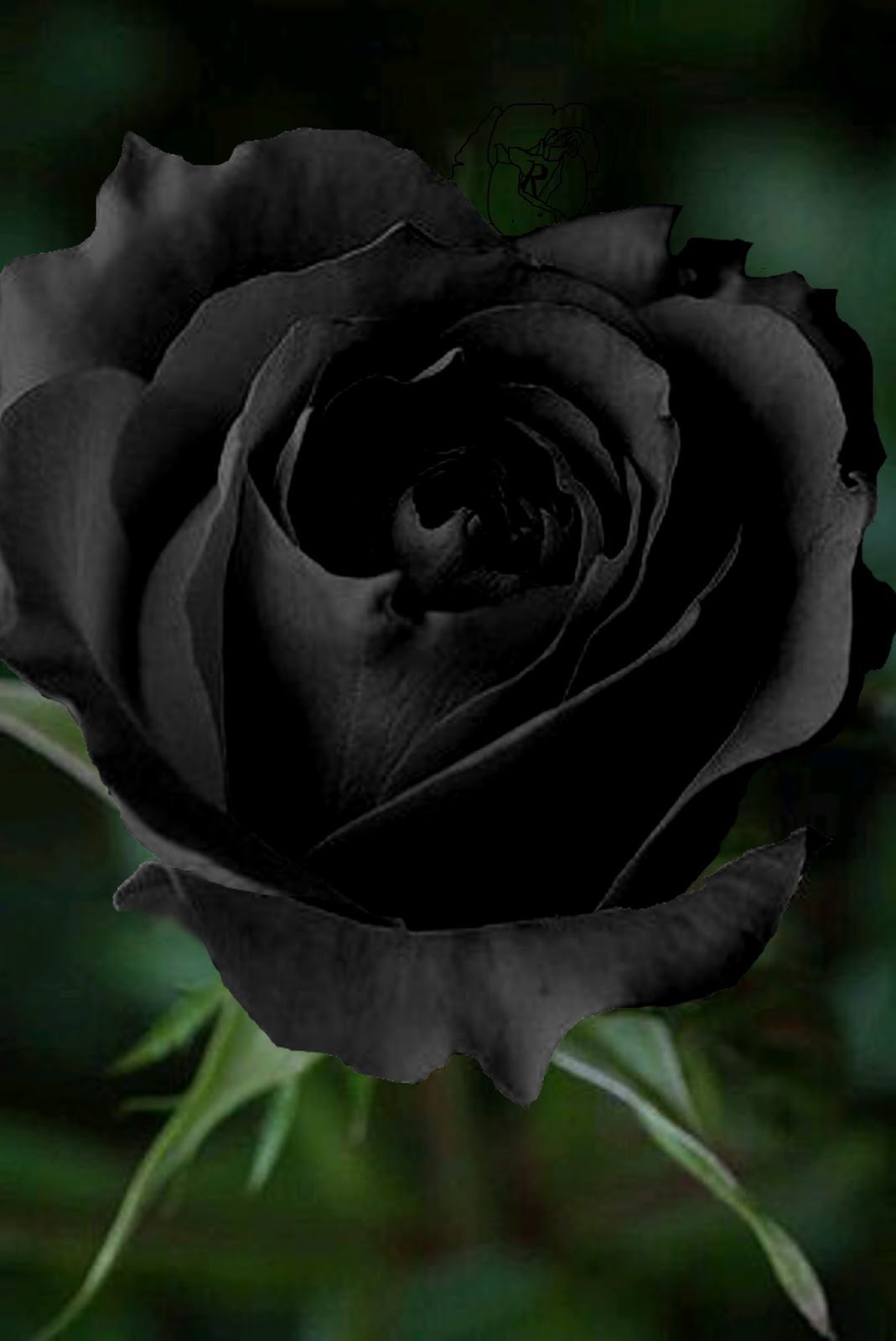 Черная фотография. Роза Энкре Нуар. Черный нефрит роза. Блэк Флауэрс. Черная роза Банши.