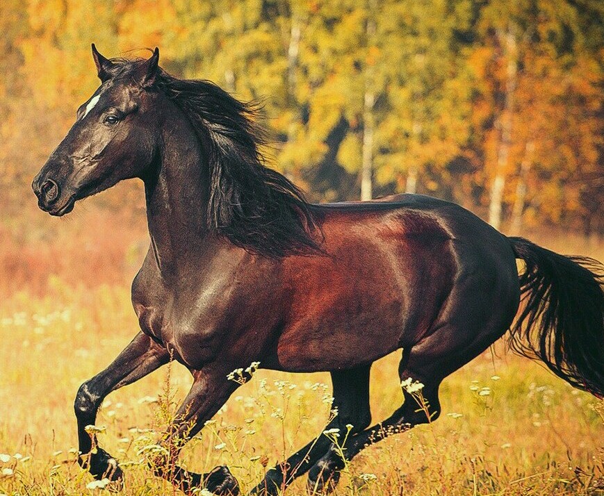 Призраки лета