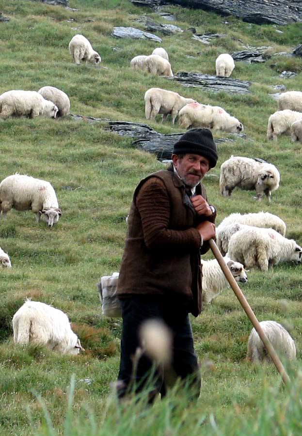 Пасу овечек. Чабан пастух Кавказ. Абдулхай Чабан. Чабан с отарой овец. Чобан пастух.