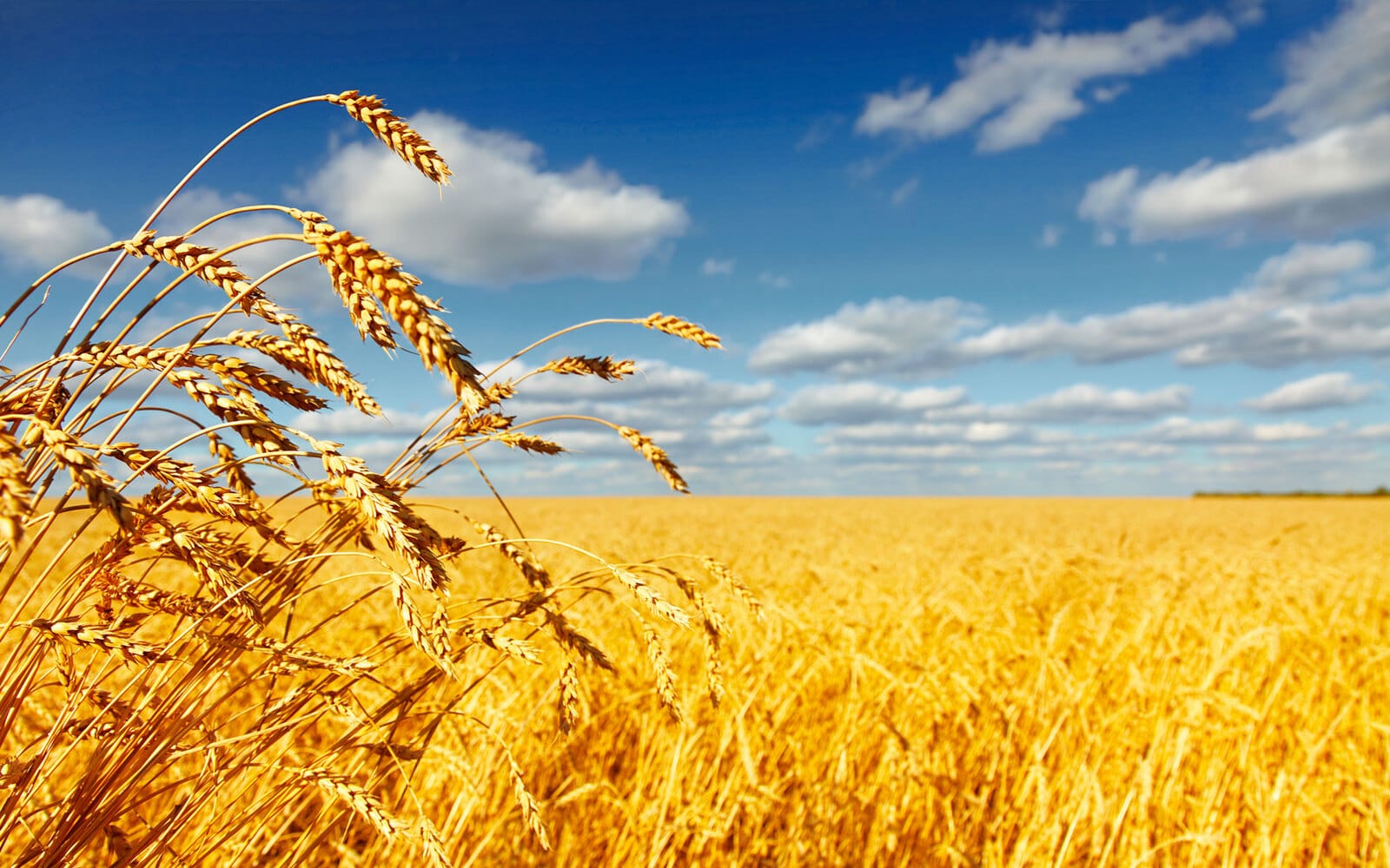 Пшеничные поля Кубани