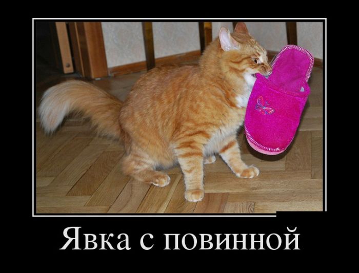Ментовский взгляд на выборы в США