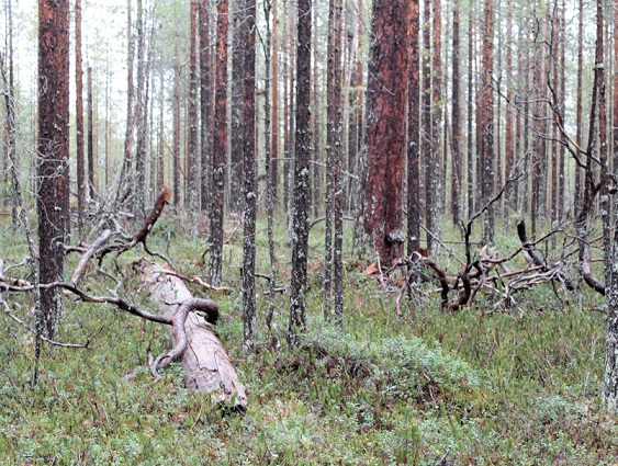 Тайны леса слияния. Лесные секреты.