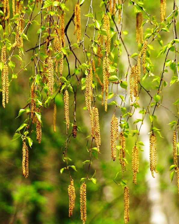 Глянец осени