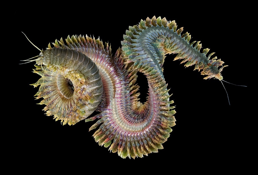 Морской червь фото
