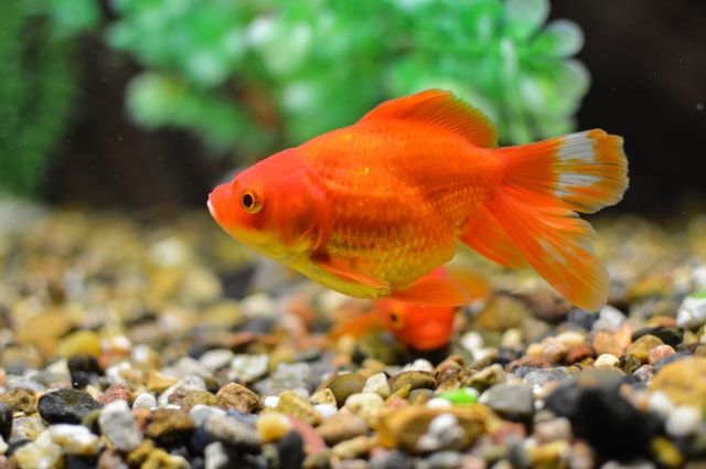 Золотая Рыбка или Погружение в Прошлое