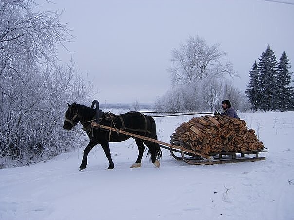 Выручает зимой лес!