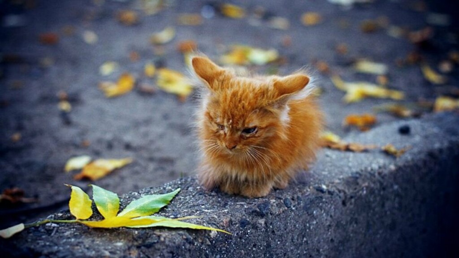 Ушли голодными. Рыжие приносят счастье. Грустный привет. Плохое настроение котенок. Осень наступила.