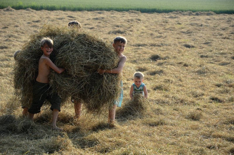 Сенокосная пора картинки и фото