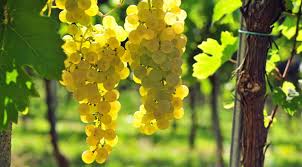 Геленджикский виноград и классическая музыка