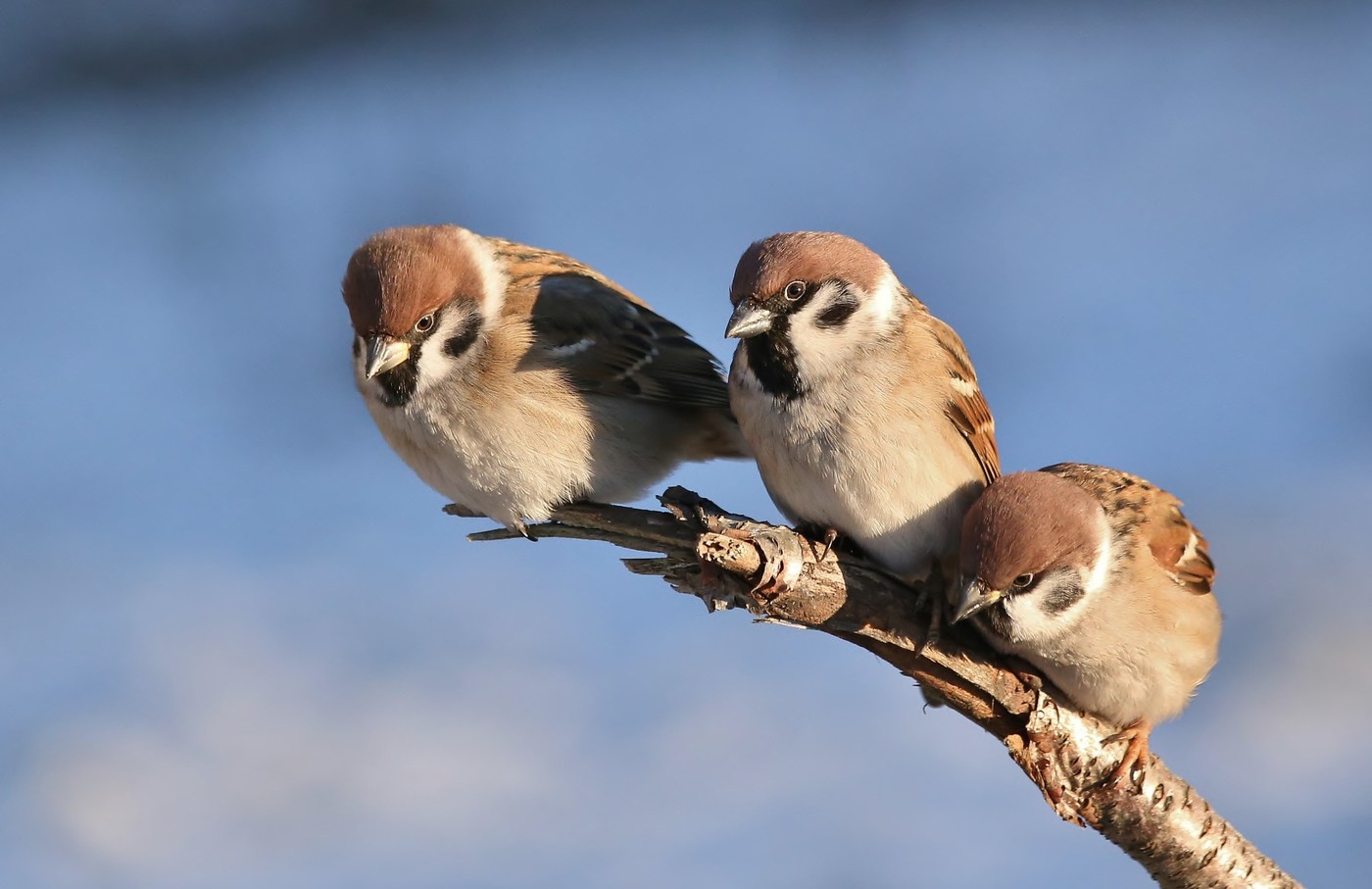 Крошки для воробышек