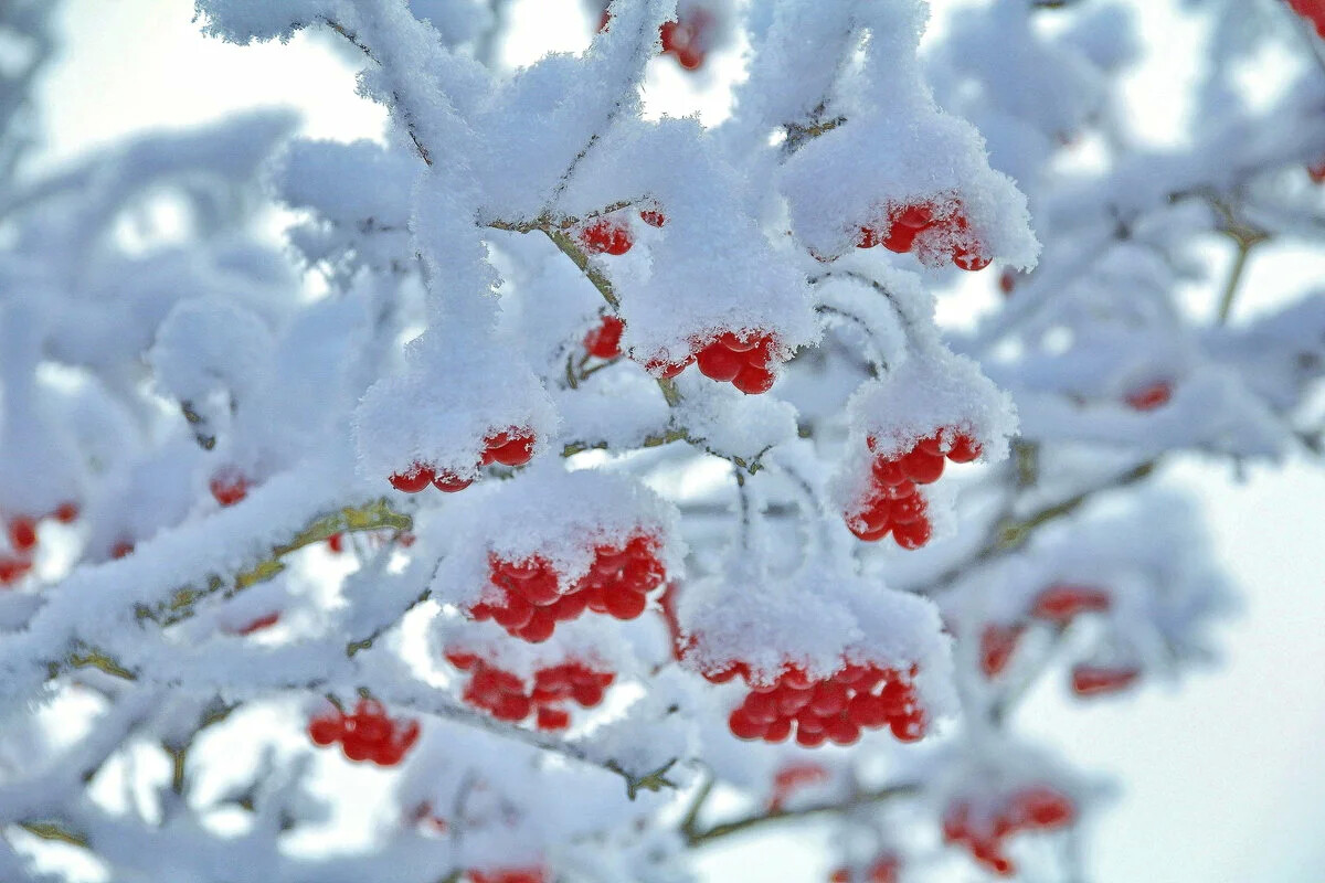 Красная снежка. Рябина в снегу. Зимняя рябина. Красные ягоды на снегу. Рябина зимой.