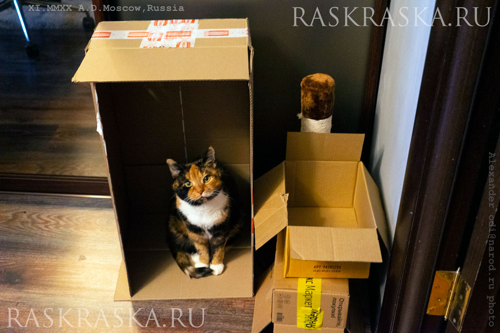 Включи кошку ладу