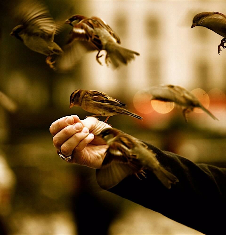 Звук птиц медитация. Птичка на руке. Птица на ладони. Человек с птицей на руке. Человек кормит птиц.