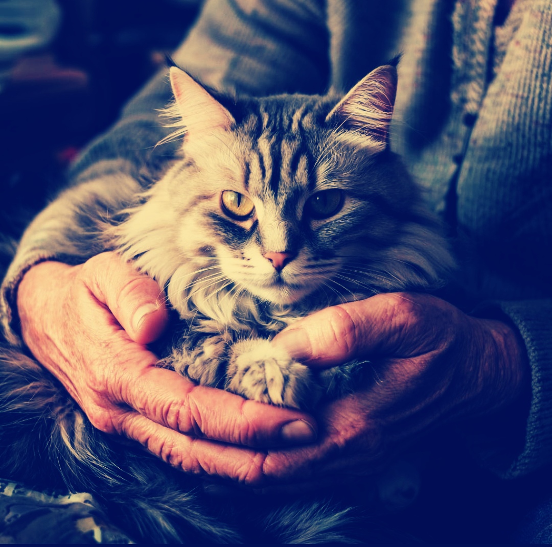 кошка с возрастом мельчала