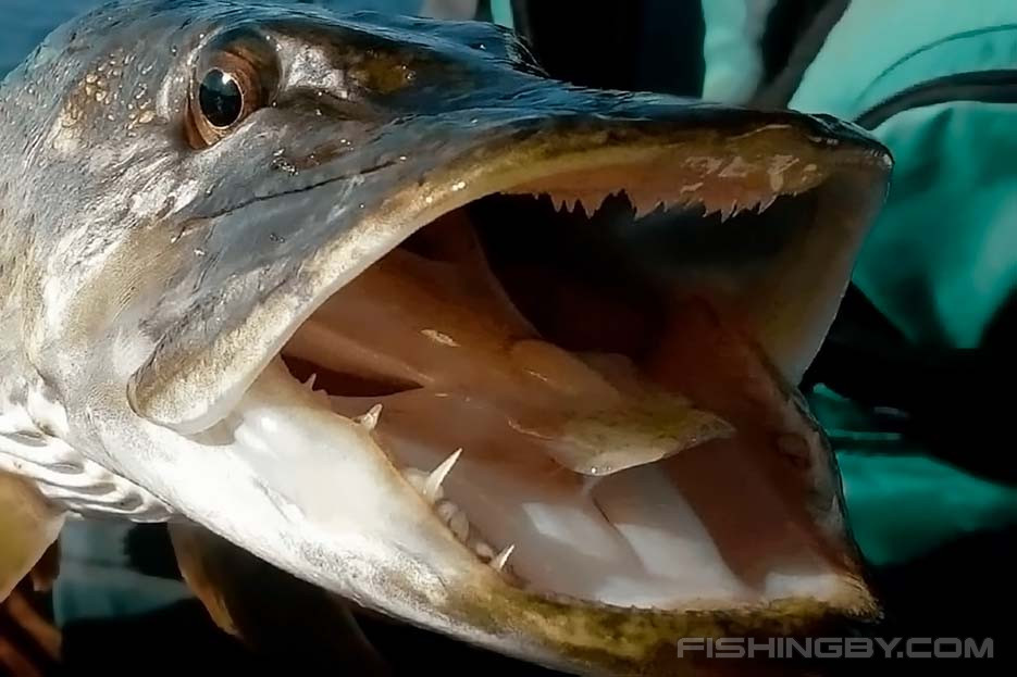 Опус 53 Щука-тайм