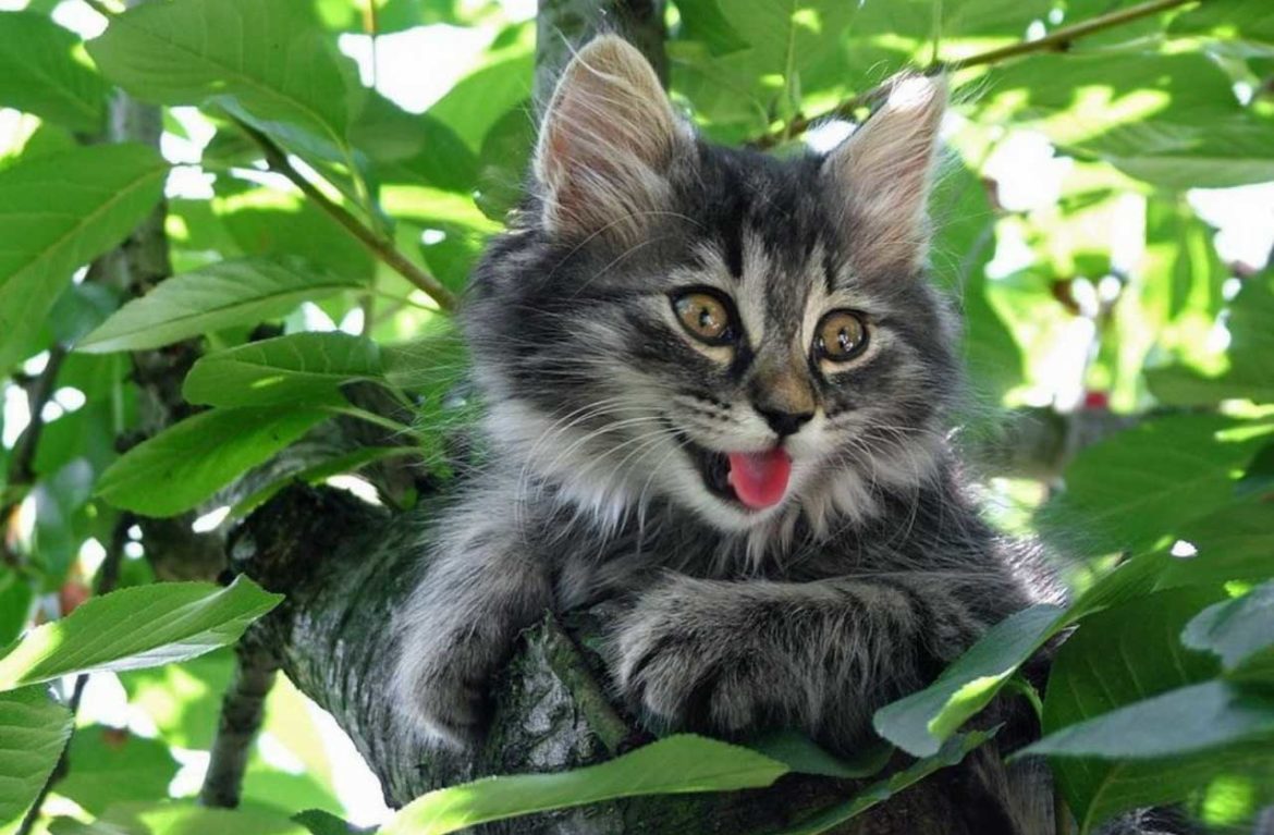 Майские коты