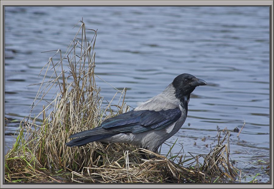 Снится ворон серый. Снится ворон серый. Снится ворон серый. Серая ворона. Серая ворона.