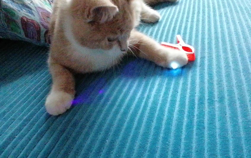 любовь кошки