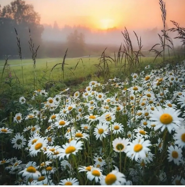 Ромашковым снегом...