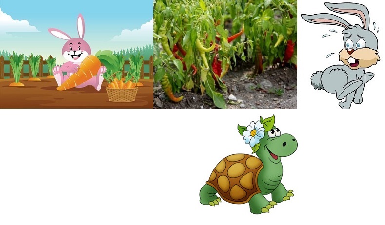Заяц и черепаха 4 класс. Заяц и черепаха картинка. Алгоритм черепахи и зайца. Заяц и черепаха рисунок 1 класс.