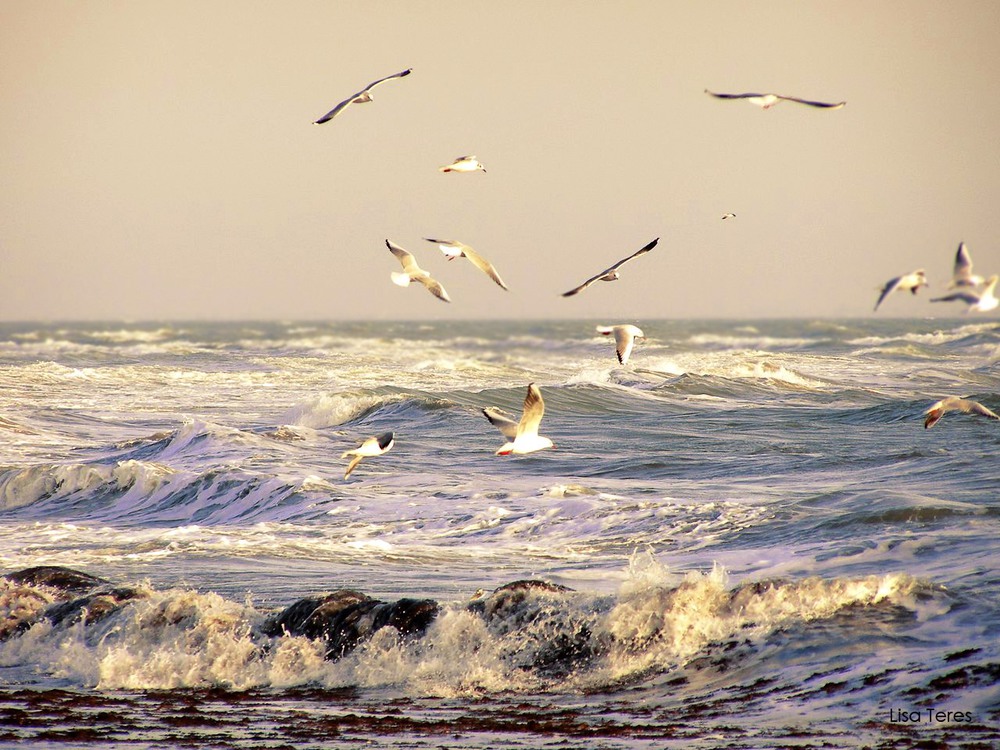 Чайки баренцева моря