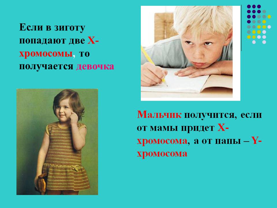 Почему получаются девочки. Почему получаются девочки