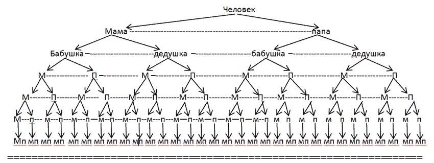 Поколения родственников схема