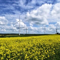 Цветение страны. Сказка