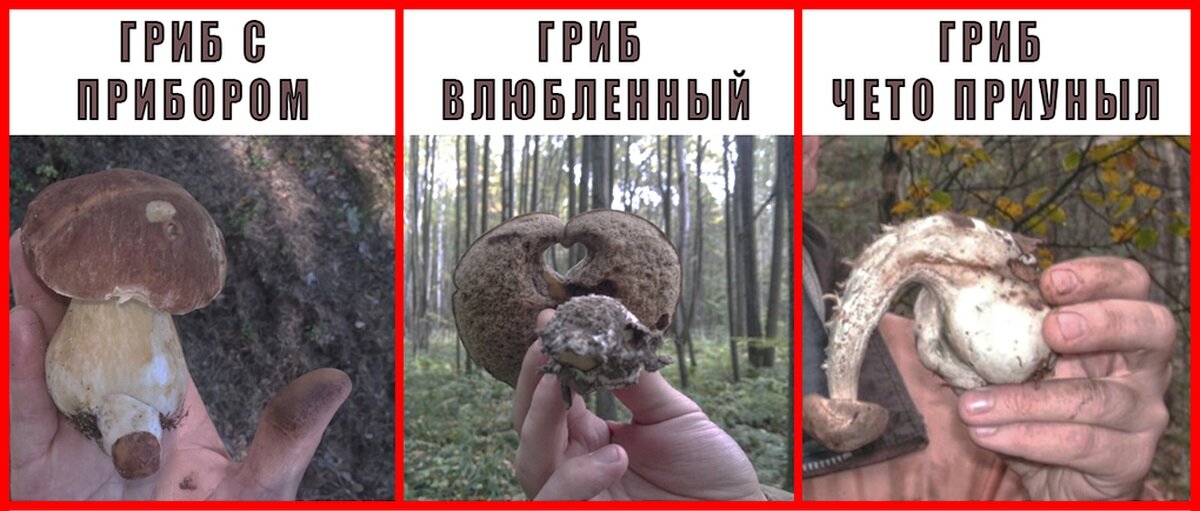Надазакопирайтица Евангелие от Мицелия