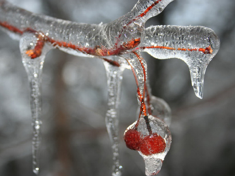 Вот и первый снег растаял