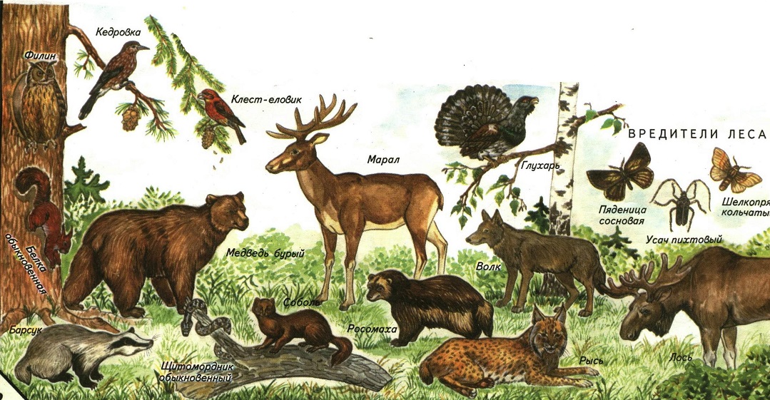 В какой природной зоне живет лось. Широколиственный лес животный мир. Обитатели хвойных лесов. Животные смешанного леса. Обитатели широколиственных лесов животные и растения.