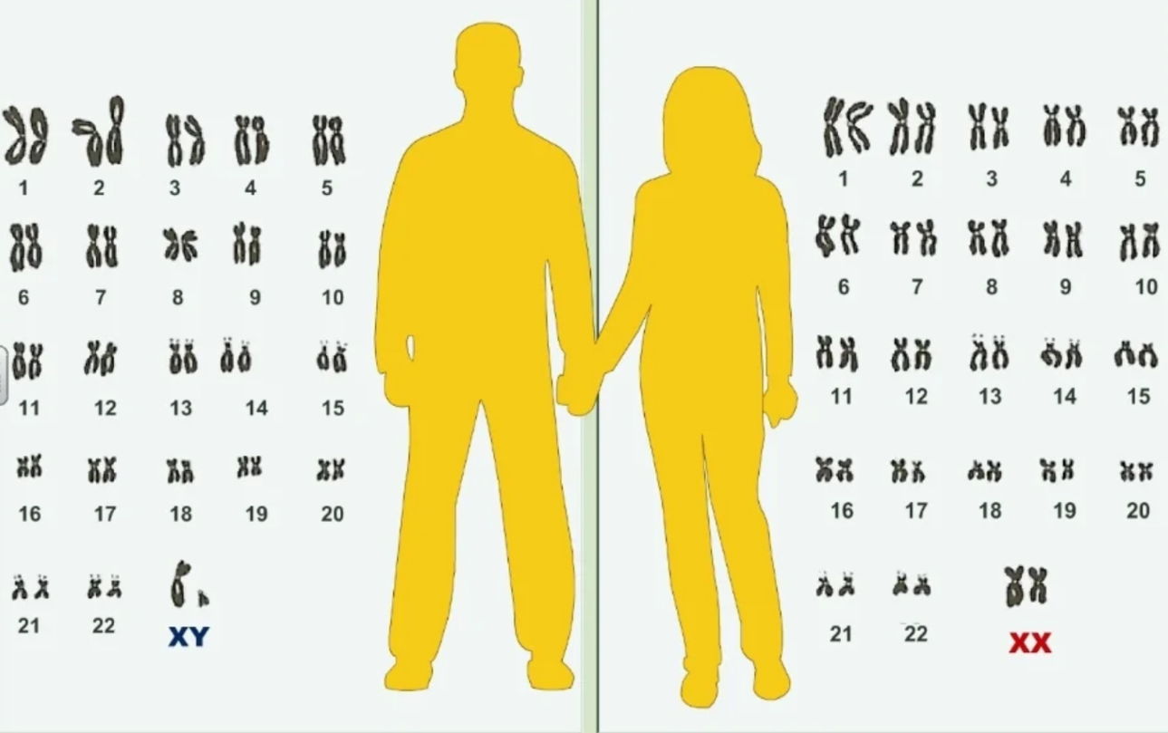 Нормальный набор хромосом человека (мужчины и женщины)