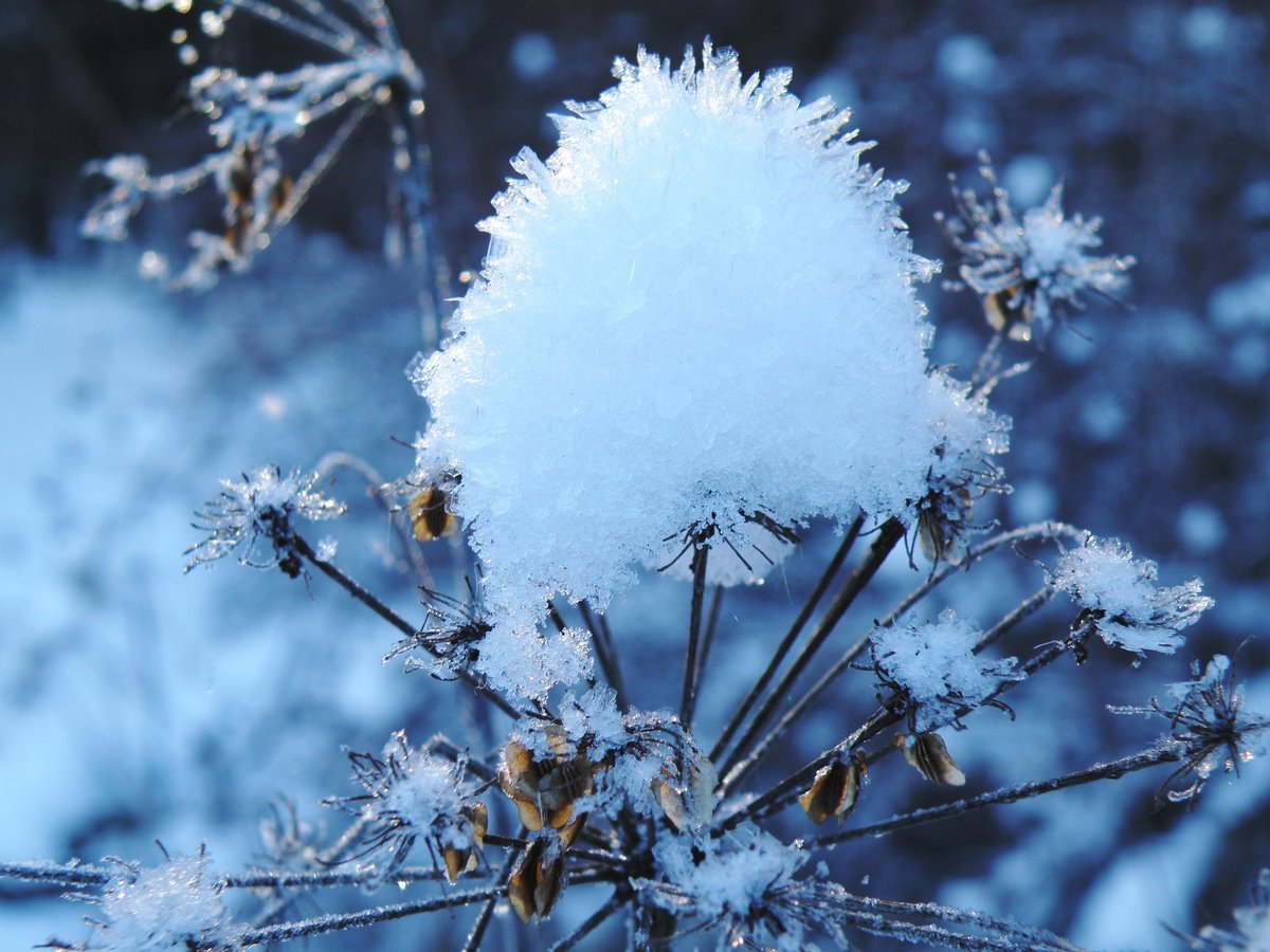 Цветок зима красивая. Зимние цветы. Снежные цветы. Цветы зимой. Цветы в снегу.