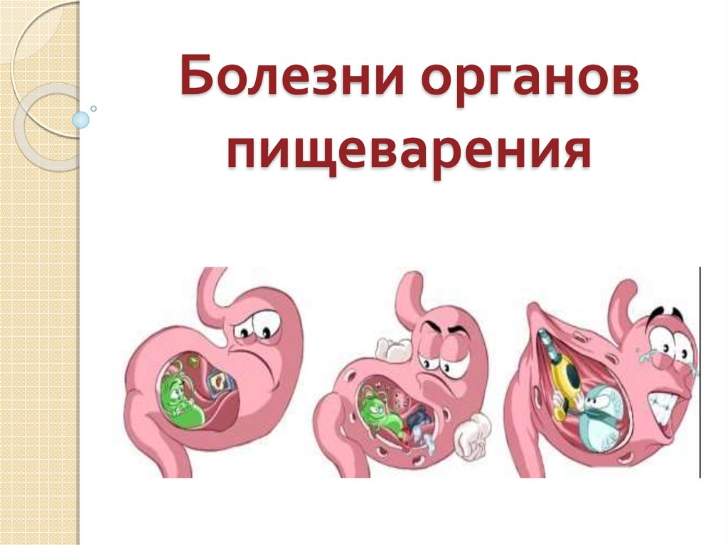 Презентация "Органы пищеварения" (10 класс) по биологии - скачать проект