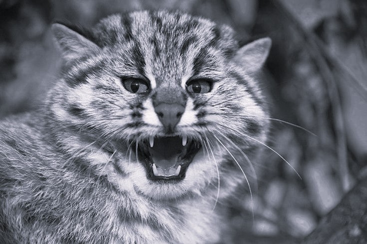 Прочный корпус. Секретный агент