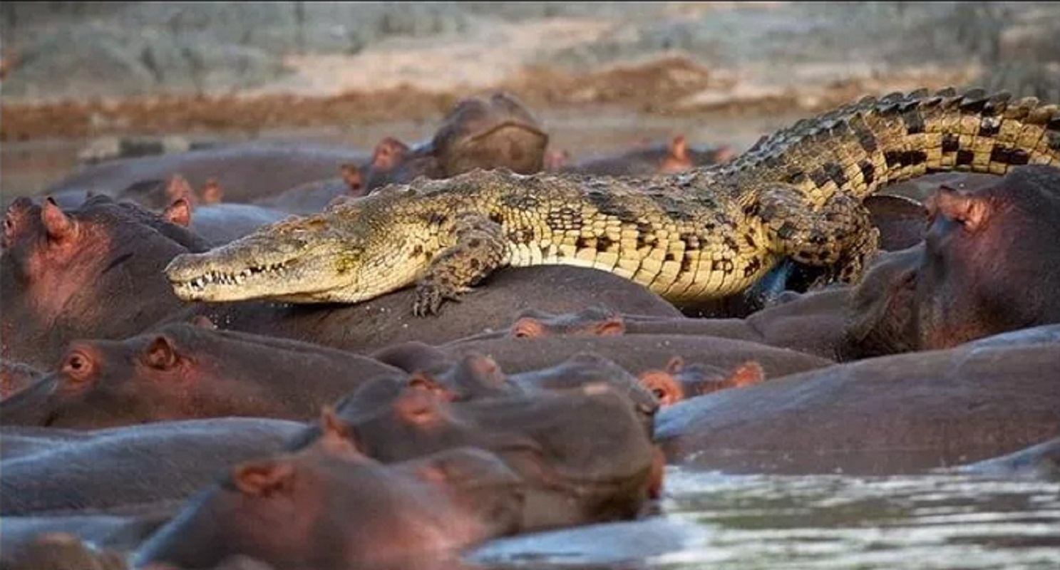 Схватки крокодилов. Гребнистый крокодил против бегемота. Нильский крокодил против бегемота. Серенгети крокодил.