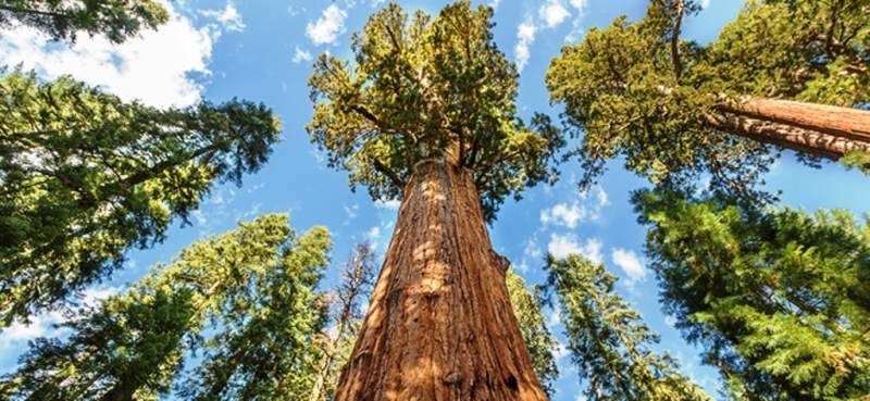 Возможна ли вечная молодость? Секвойя американская