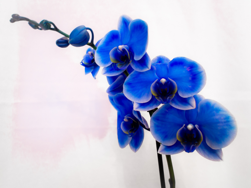 Синие орхидеи. Королевская Орхидея синяя. Тайская Орхидея синяя. Призрачная Орхидея синяя. Синяя орхидея в горшке
